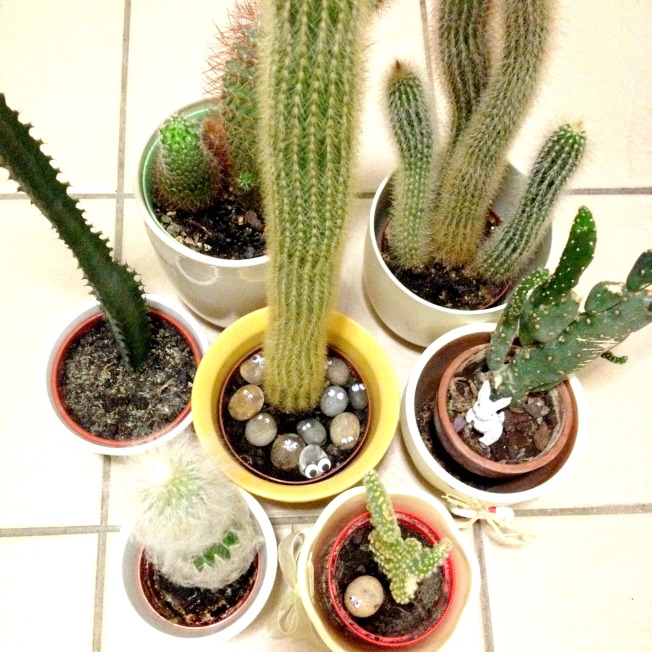 A collection of different shaped cactus in flowerpots.